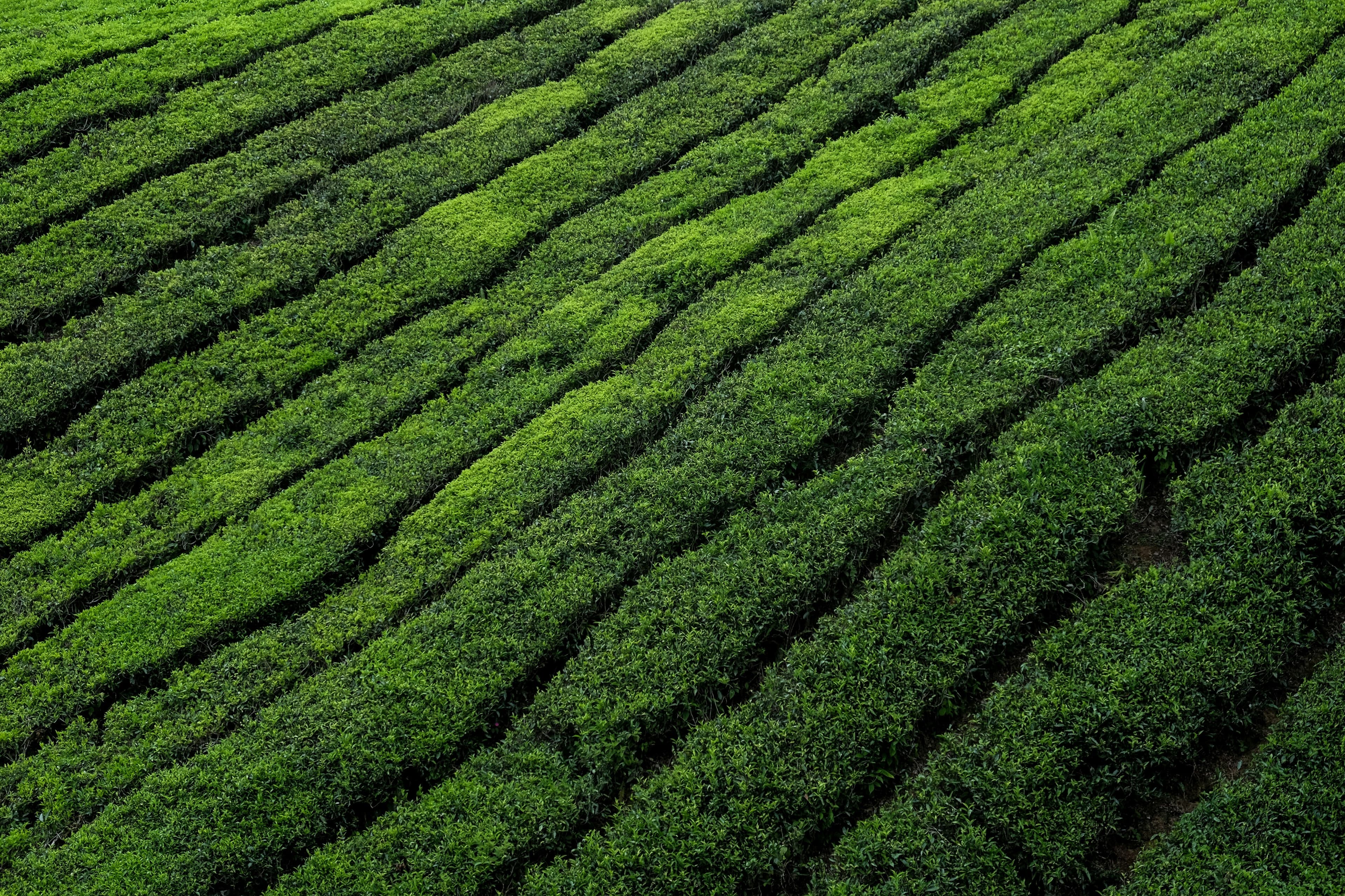 Shade-grown tea field in Japan